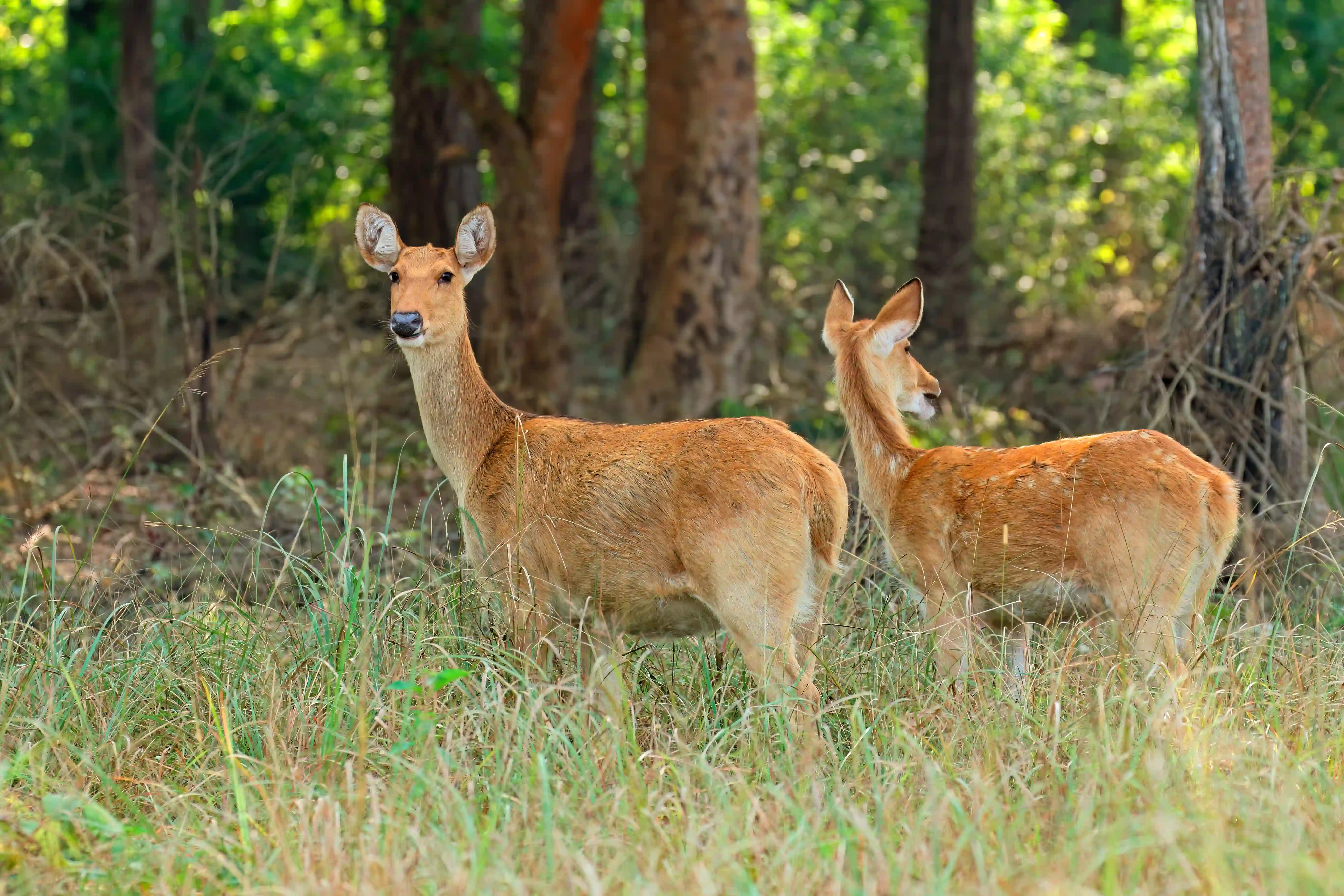 Ranthambore Tiger Safari with Agra & Jaipur