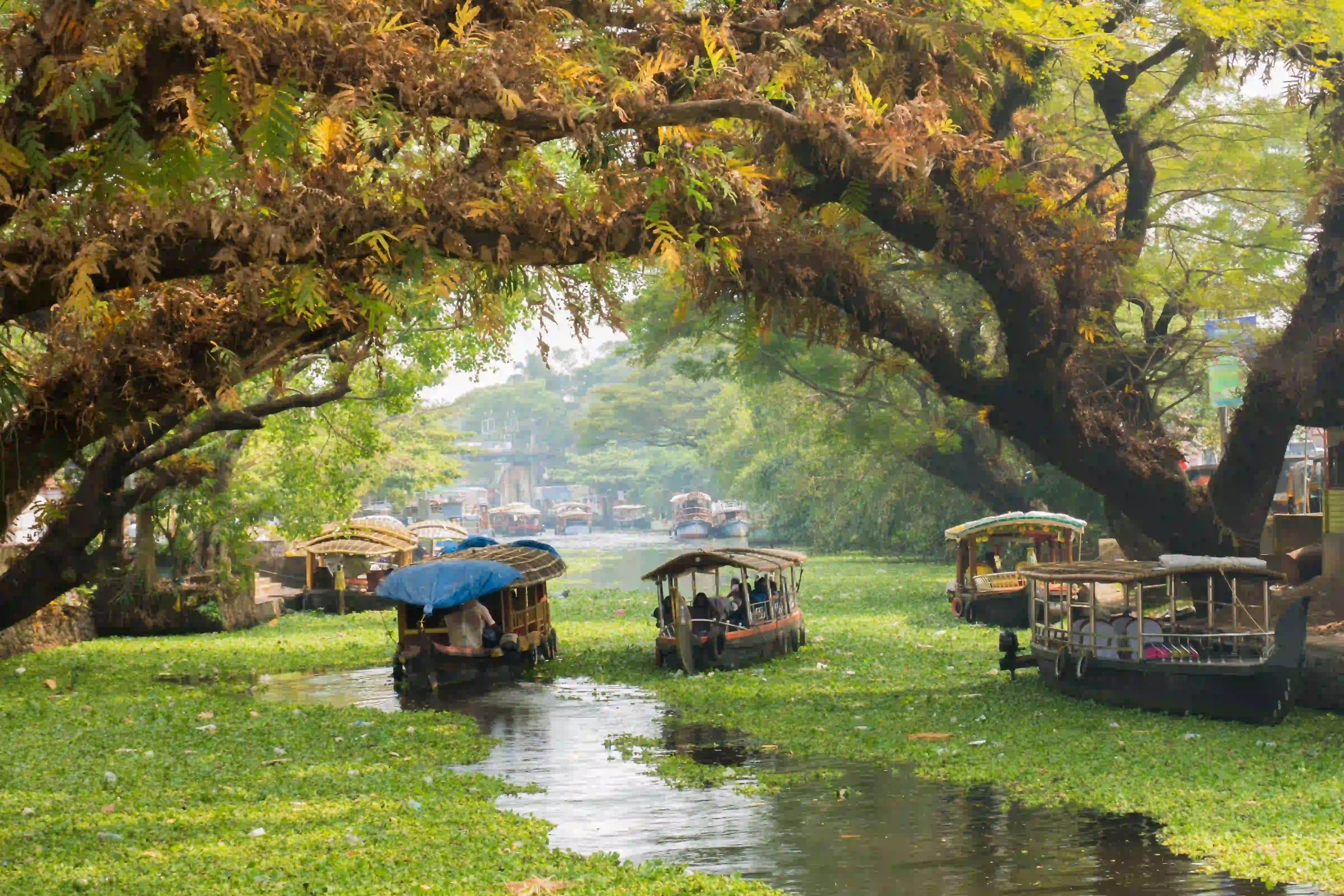 Kerala Backwaters & Ayurveda Retreat