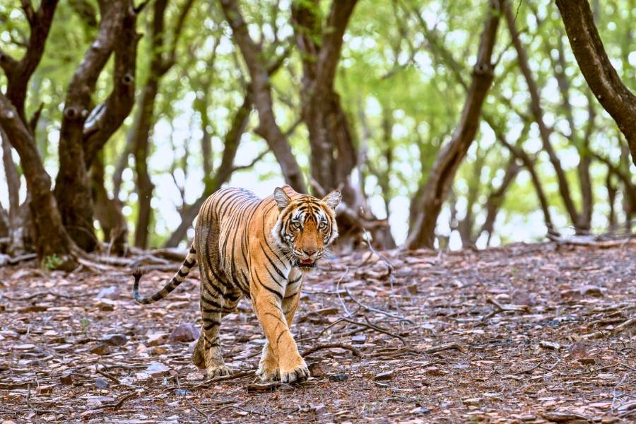 What Is the Best Ranthambore Tiger Safari Tour?