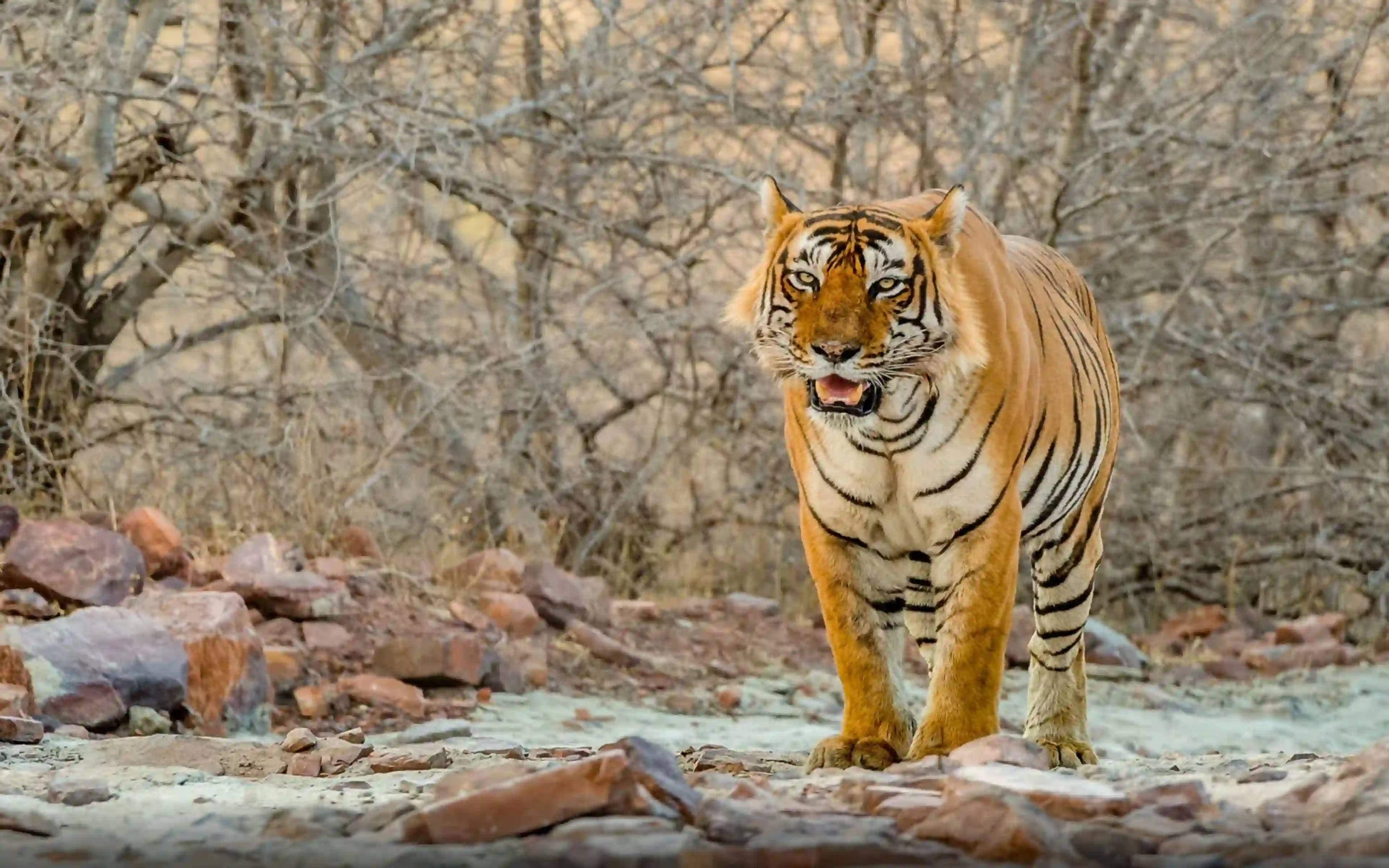 What Is the Best Agra Jaipur Ranthambore Tour?