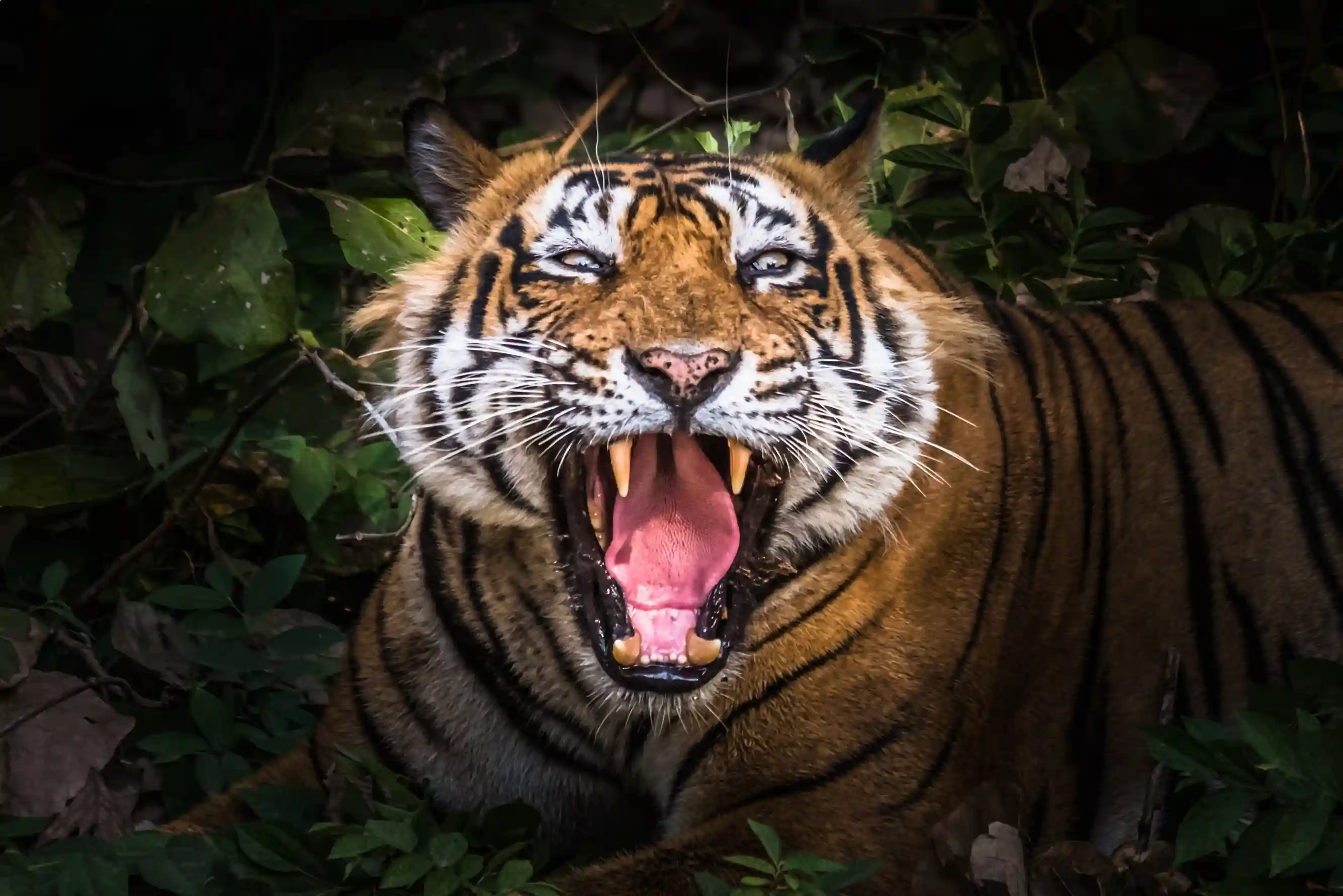 Where Can You Experience the Best Wildlife Safaris in India