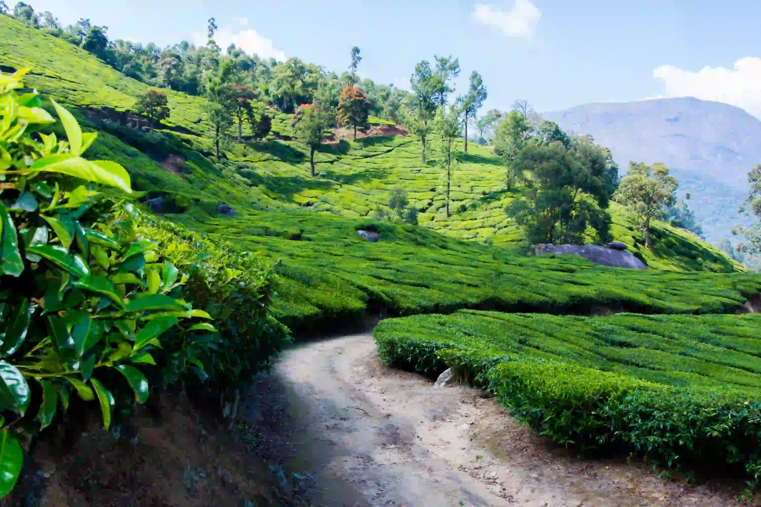 Kerala Backwaters & Ayurveda Retreat